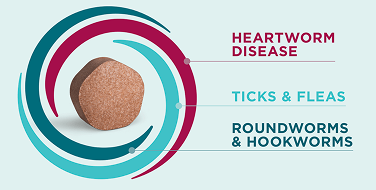 It’s time to enhance your dog’s protection.