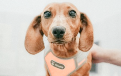 pet-health-advice