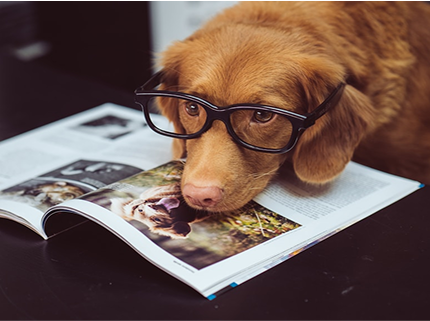 Enrichment Ideas for Your Dog