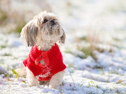 How To Relieve Dry, Itchy Winter Skin in Pets