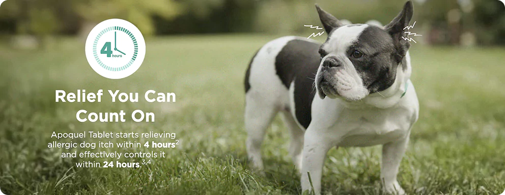 apoquel-11700-banner-2.webp