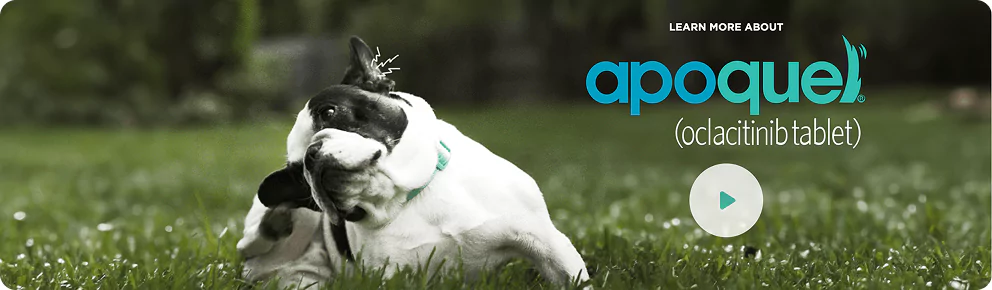 Apoquel-11700.webp