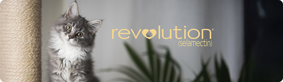 prod10364 - placement 1 - desktop.jpg