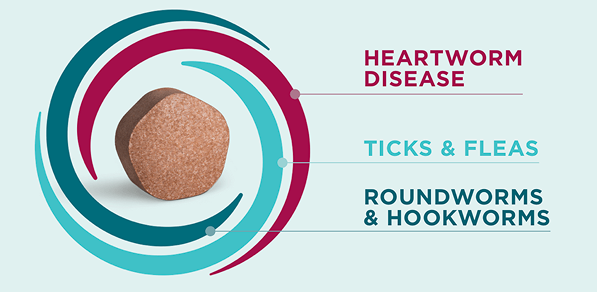 It’s time to enhance your dog’s protection.