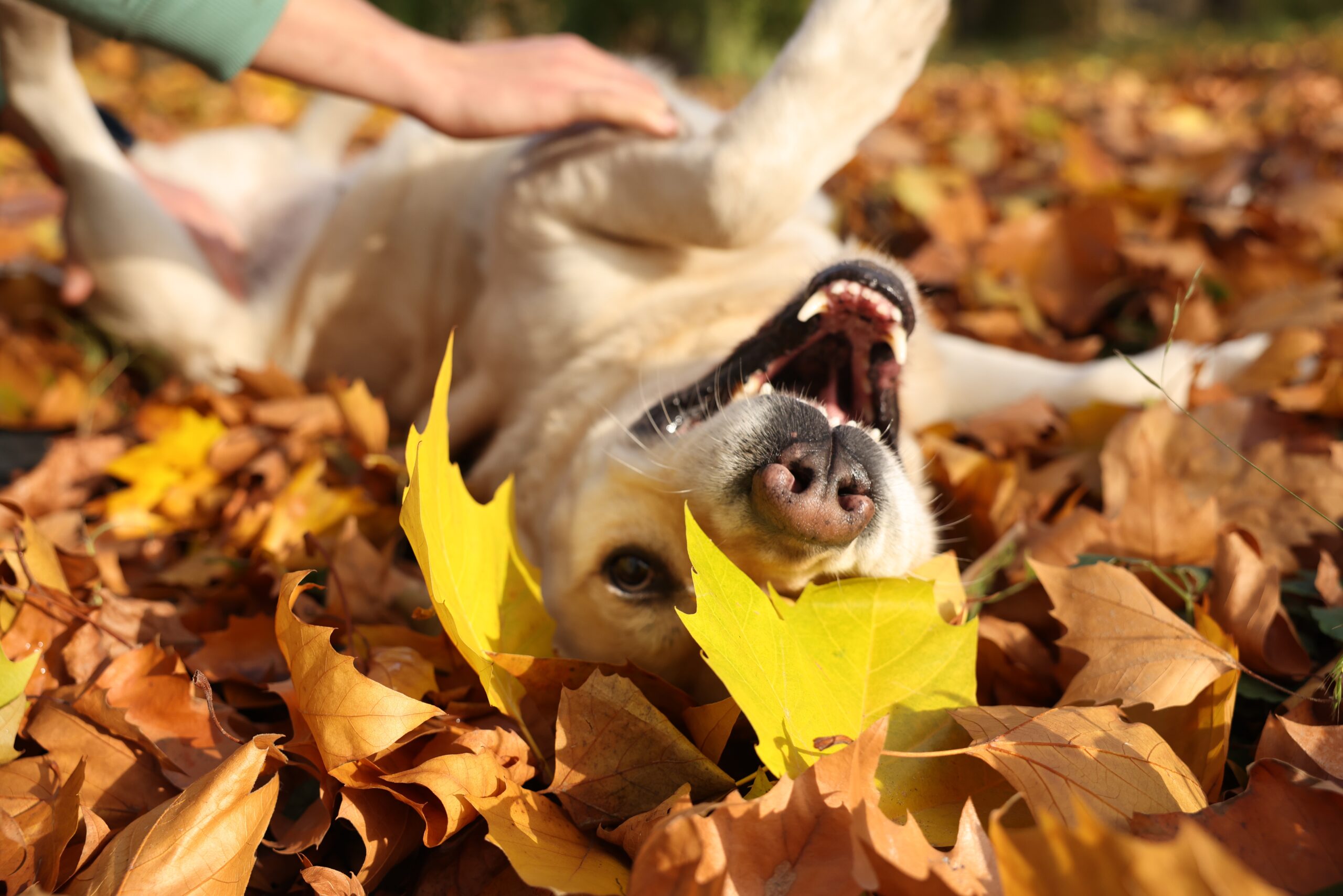 man-playing-with-labrador-retriever-dog-on-fallen-2026-01-27-19-41-59-utc-scaled