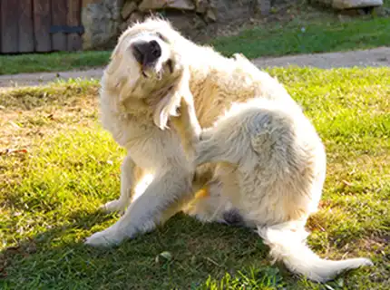 What Month Should I Start Flea And Tick Prevention?