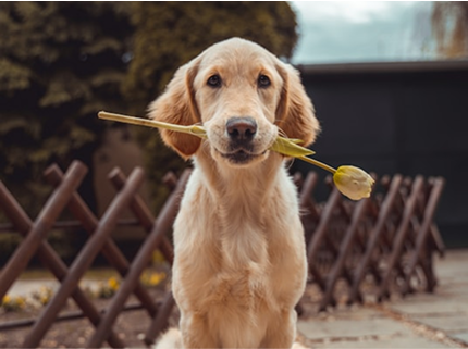 Spring Allergies on Dogs