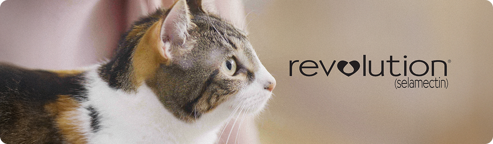 prod10265 - Placement 1 - Desktop.jpg