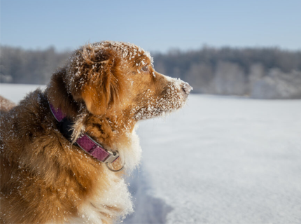 Protect Your Dog&rsquo;s Paws From Snow and Ice Melt Salt