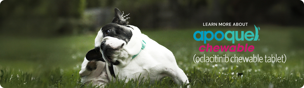 apoquel-chewable-banner.webp