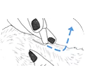 feature-icon