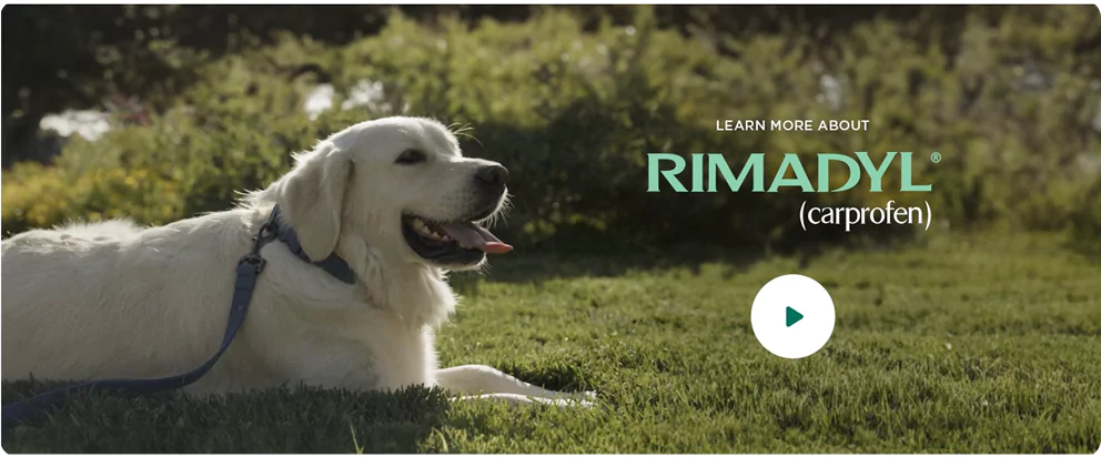 rimadyl-banner-image.webp