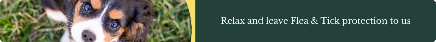 Relax and leave Flea & Tick protection to us