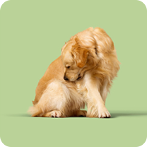 feature-icon