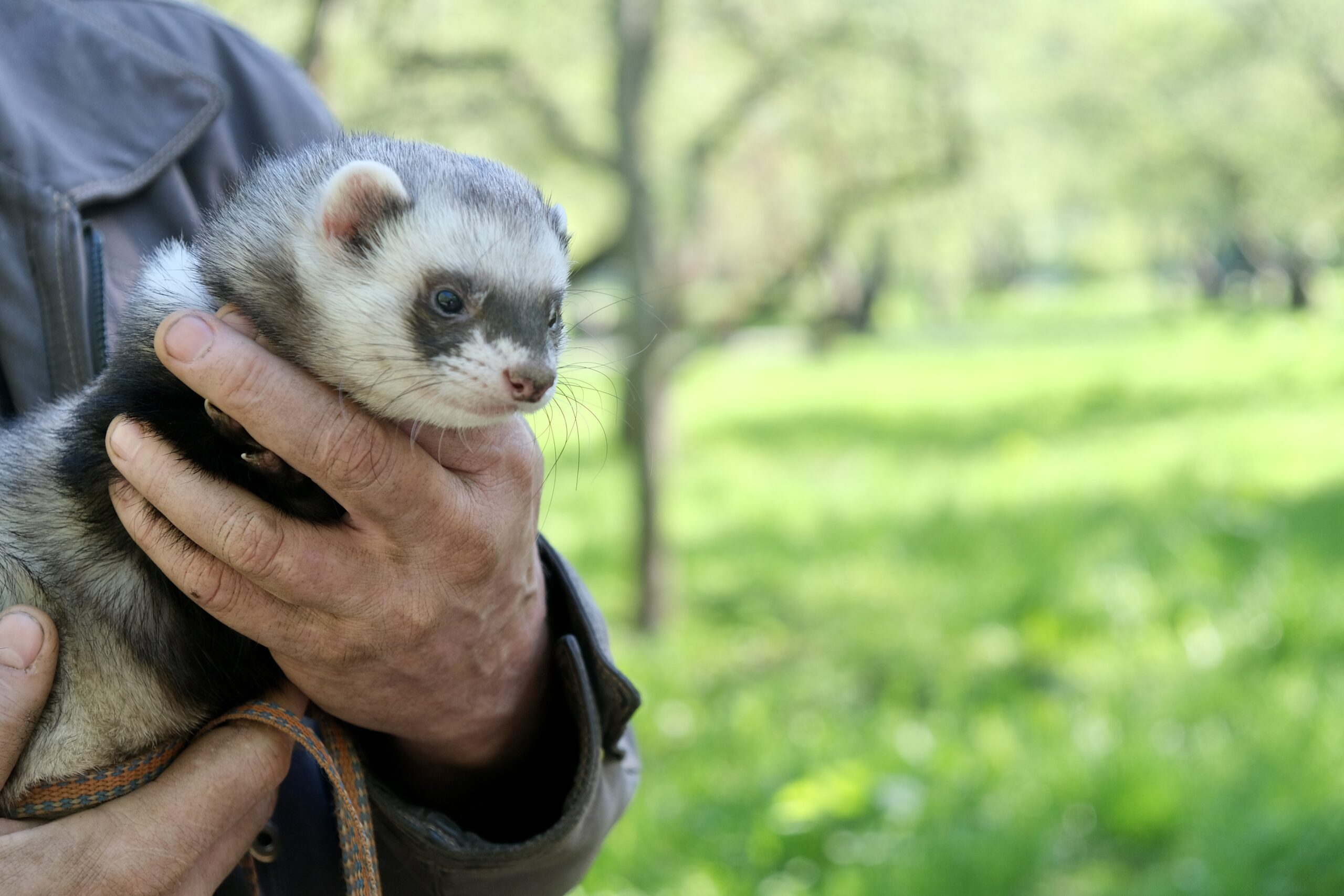 ferret-on-a-walk-2026-03-17-00-06-03-utc-scaled