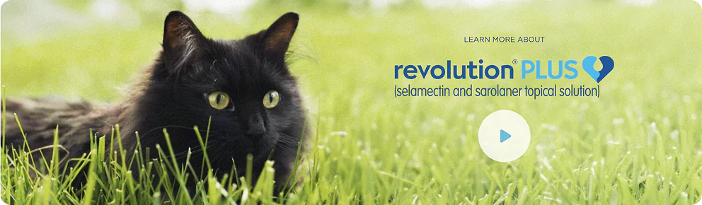 revolution-banner-image.webp