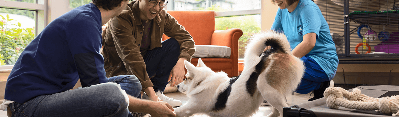 A dog plays with it's owner