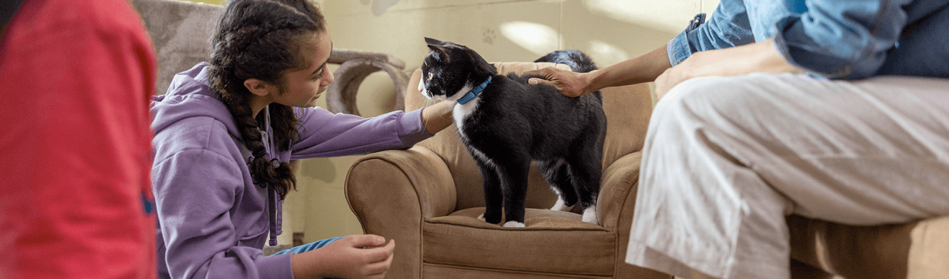 A cat being pet by two loving owners