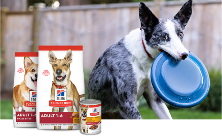 A dog with a frisbee