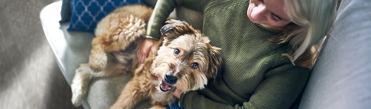 A dog on a person's lap