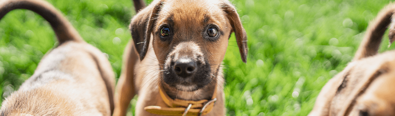 A puppy playing in grass