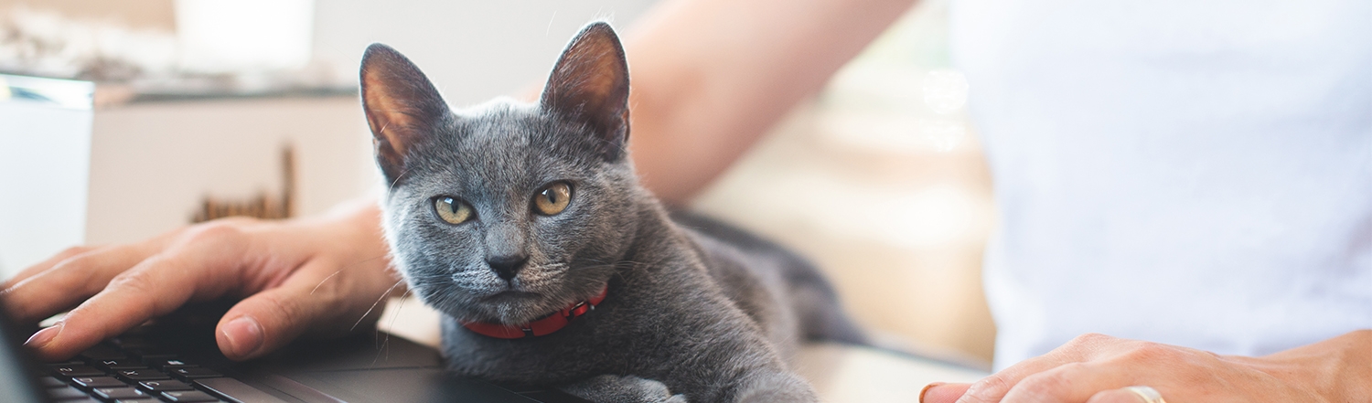 A cat being pet by it's owner