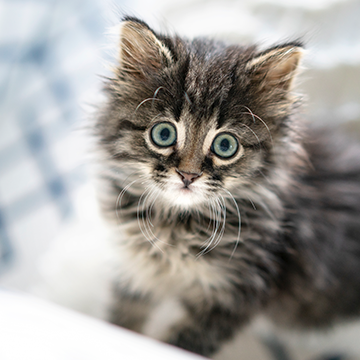 A kitten