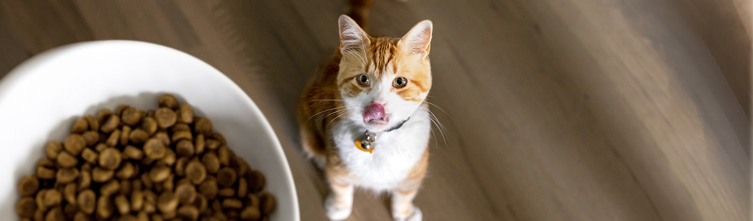 A cat licking it's lips