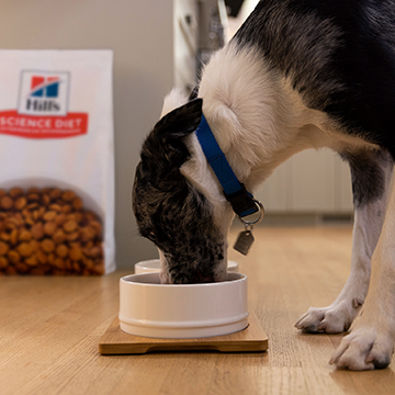A dog eating from a bowl