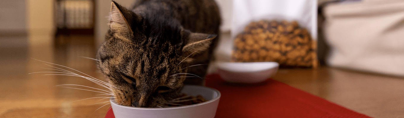 A cat eating from it's bowl