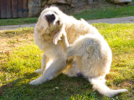 What Month Should I Start Flea And Tick Prevention?