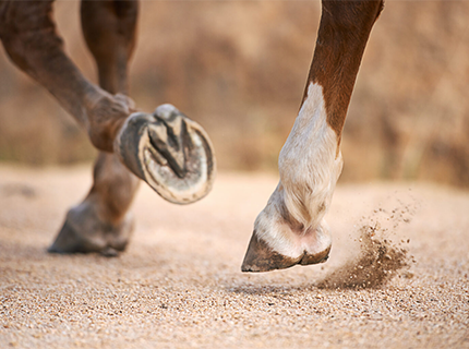 Hoof Abscess Symptoms, Treatment, And Prevention