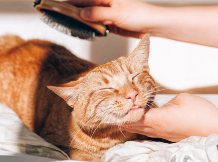 5 Common Causes of Overgrooming in Cats