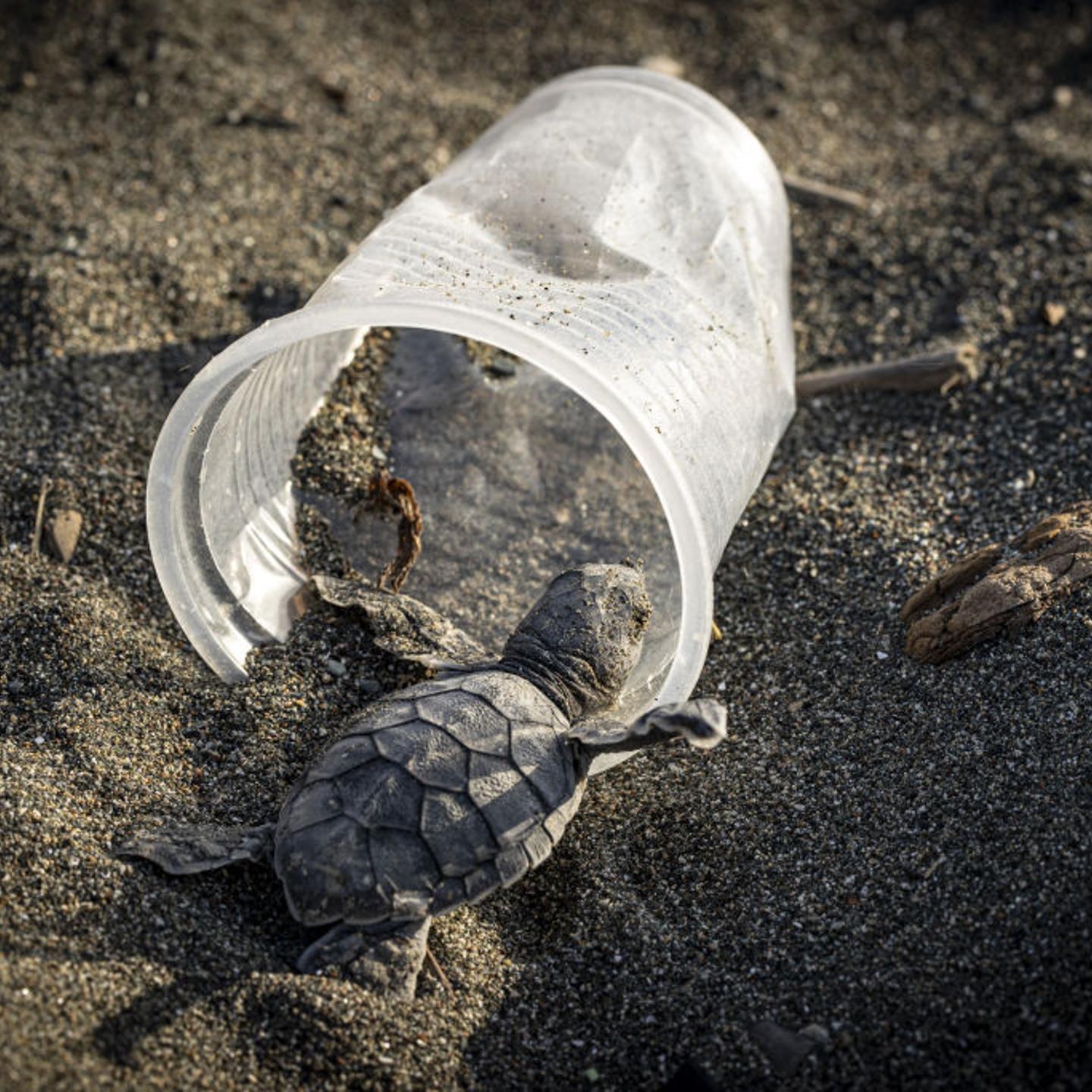 Sea turtles and plastic