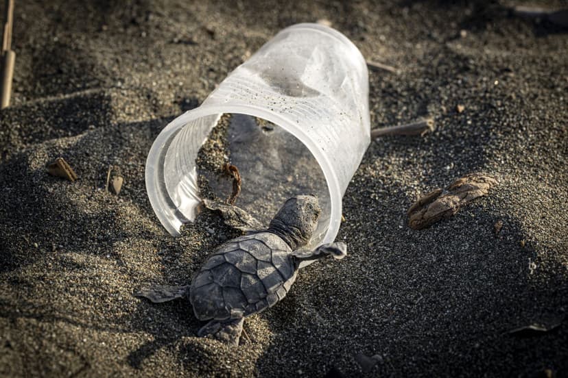 Killed Turtle How Much Plastic Kills a Sea Turtle?