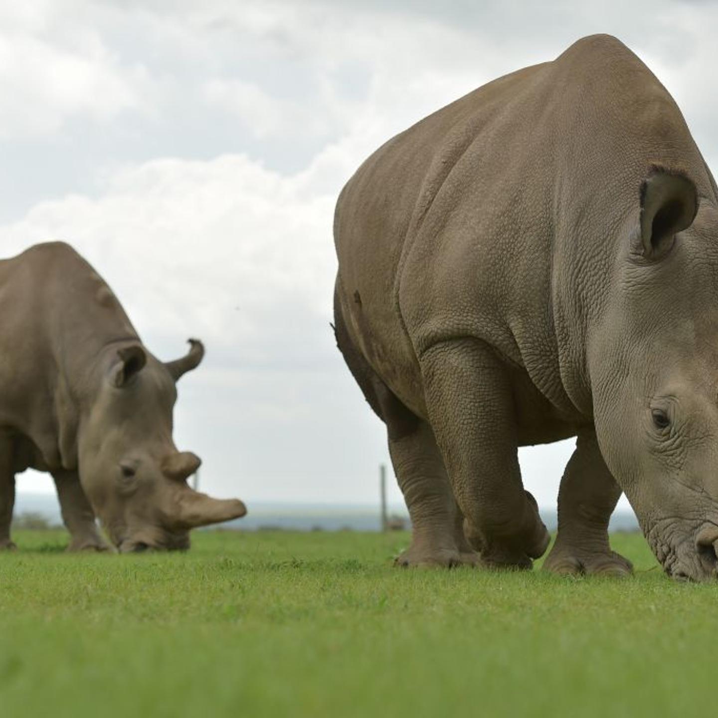 Northern White Rhinos