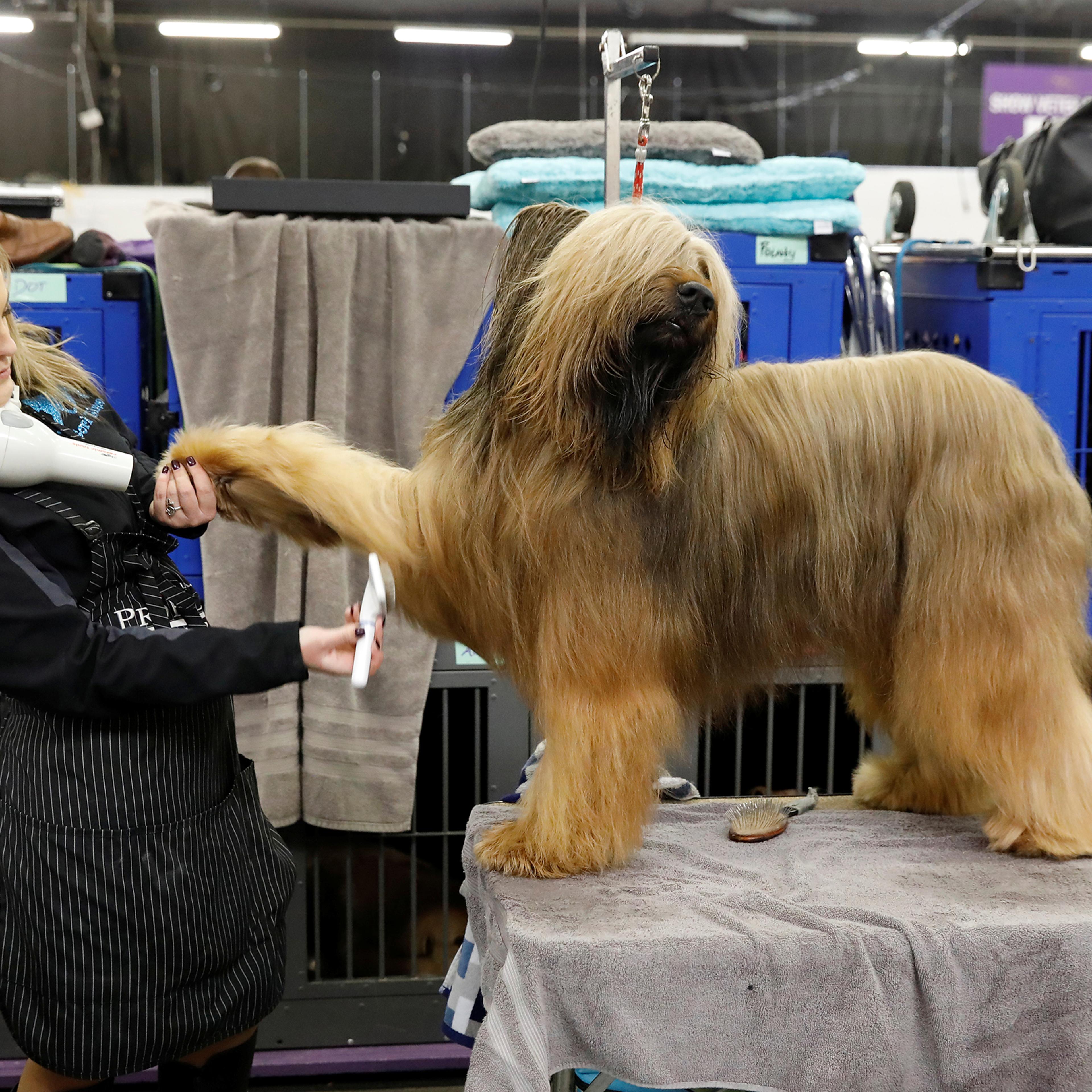 Jambo, a Briard breed, is groomed in the benching area on Day One of competition at the Westminster Kennel Club 142nd Annual Dog Show in New York, on Feb. 12, 2018.