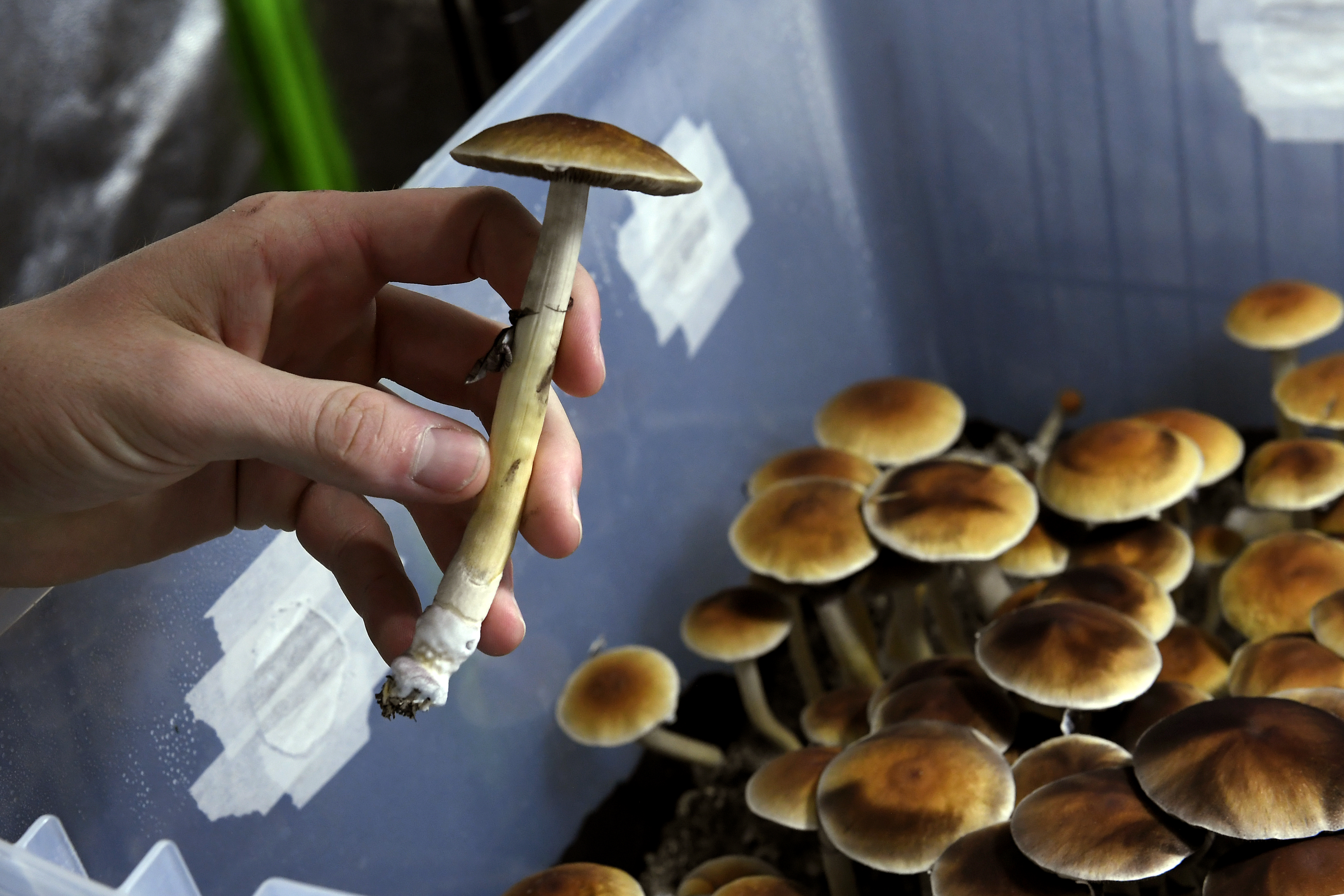 MUSHROOMS