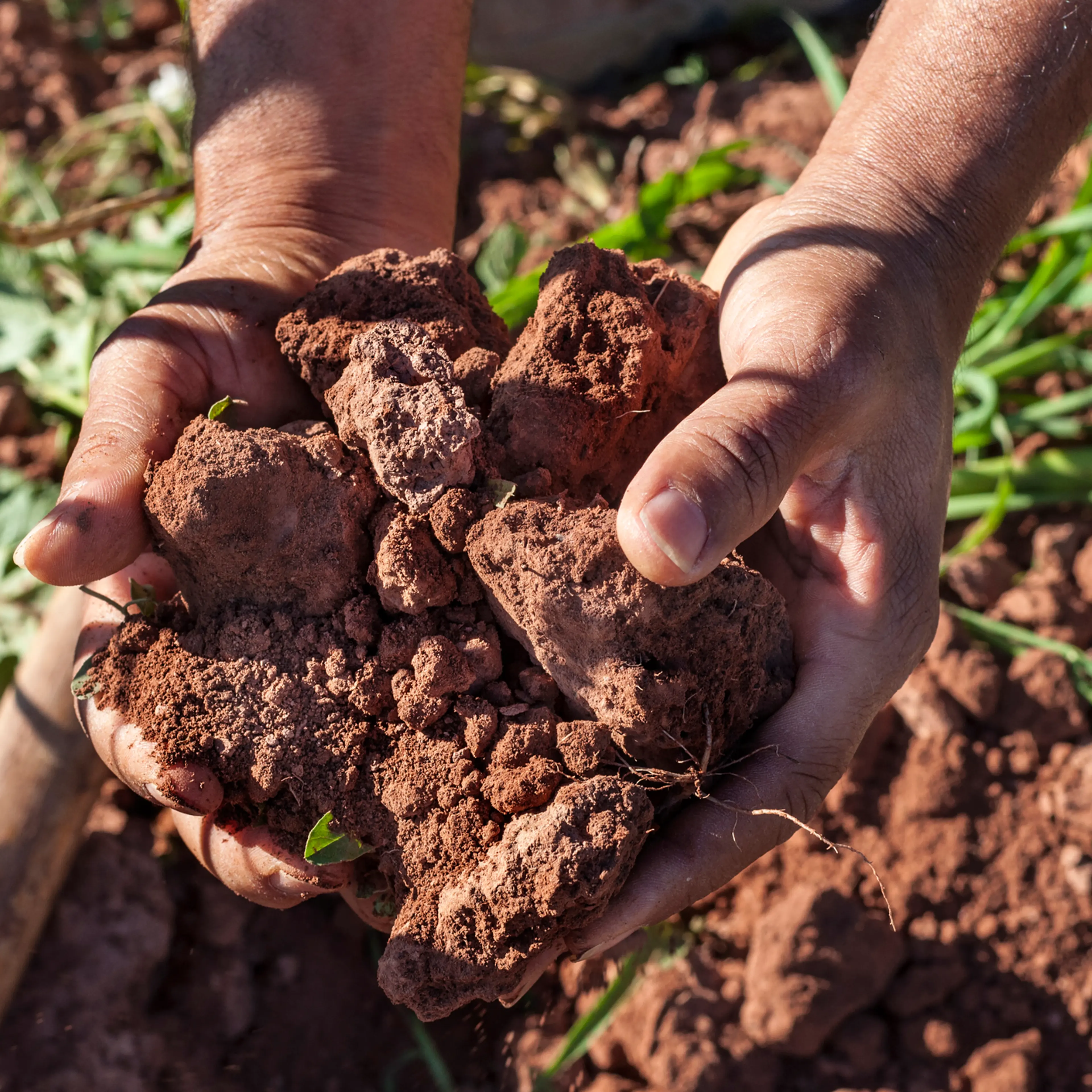 From high temperatures to soil nutrients, climate change is impacting our gut health.