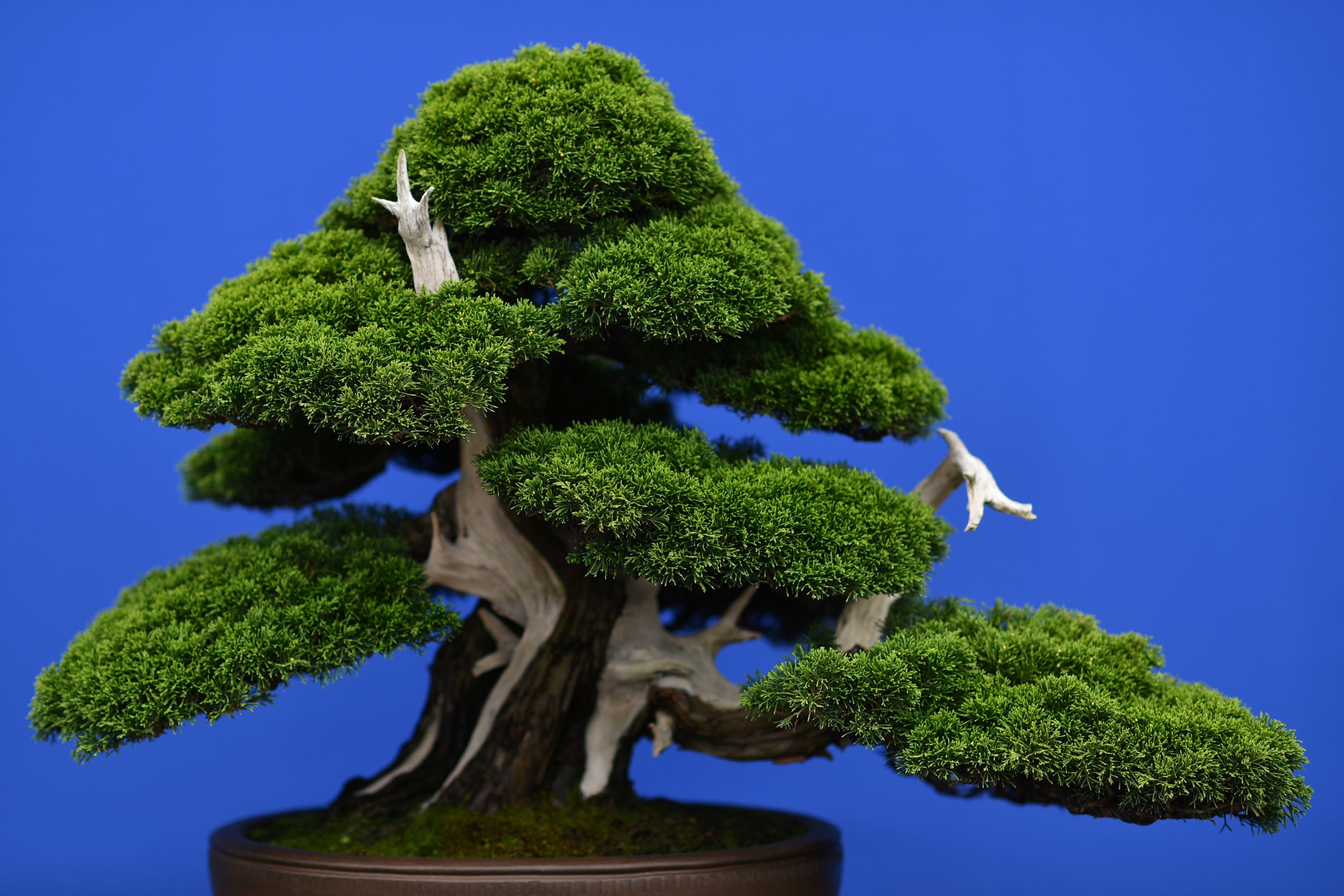 Couple Pleads for the Return of Stolen Bonsai Trees
