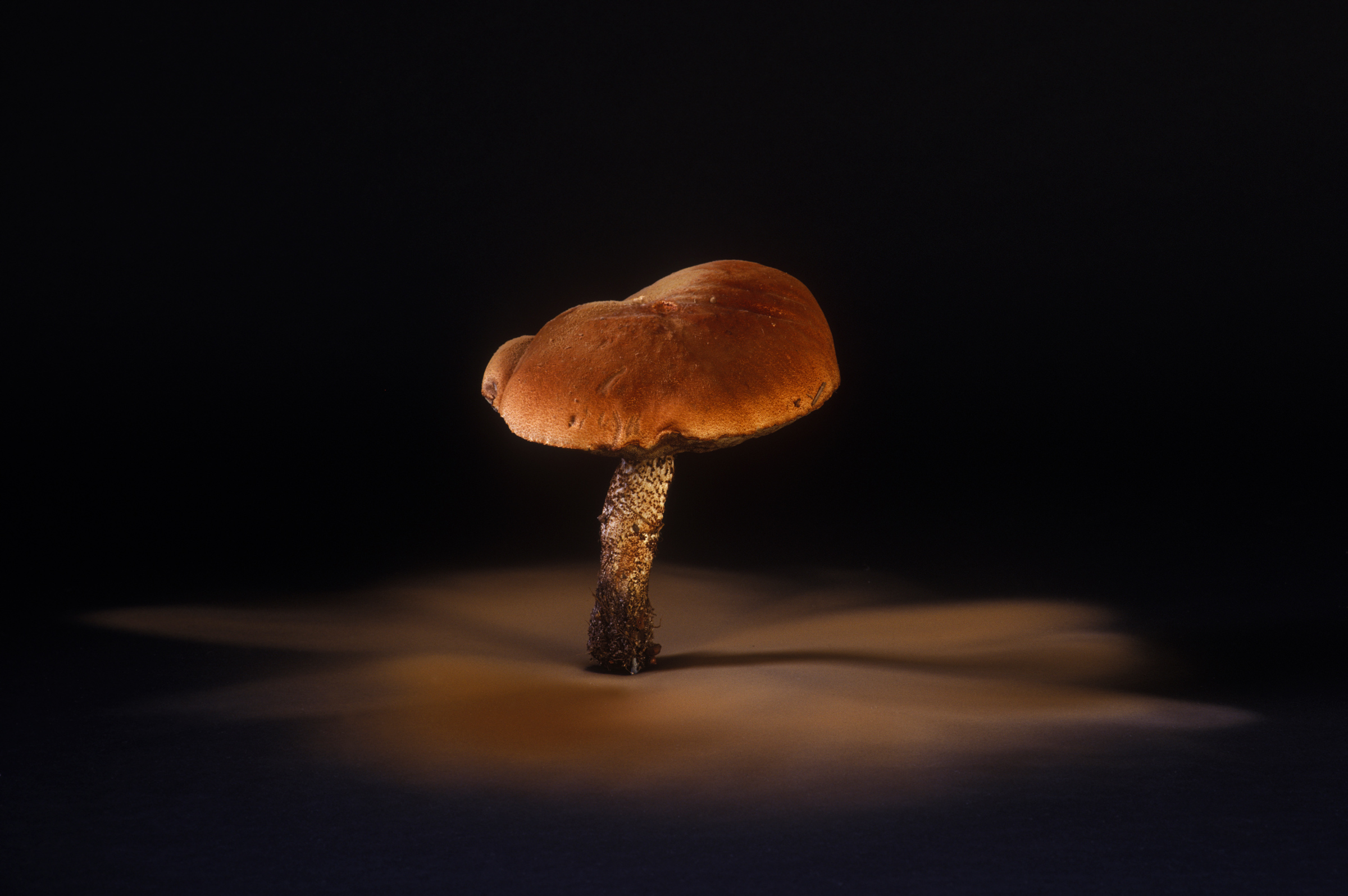 Orange oak bolete fungus