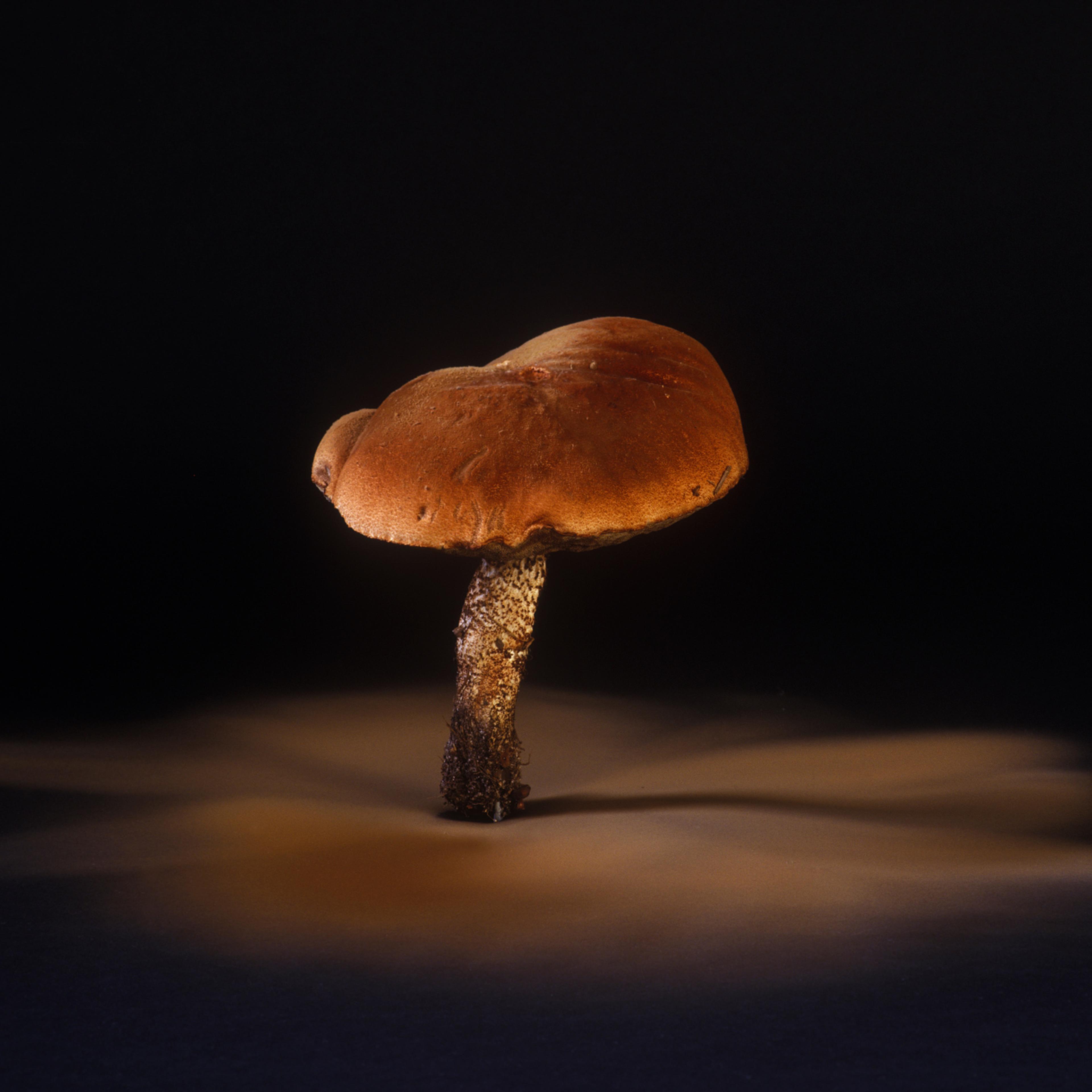 Orange oak bolete fungus