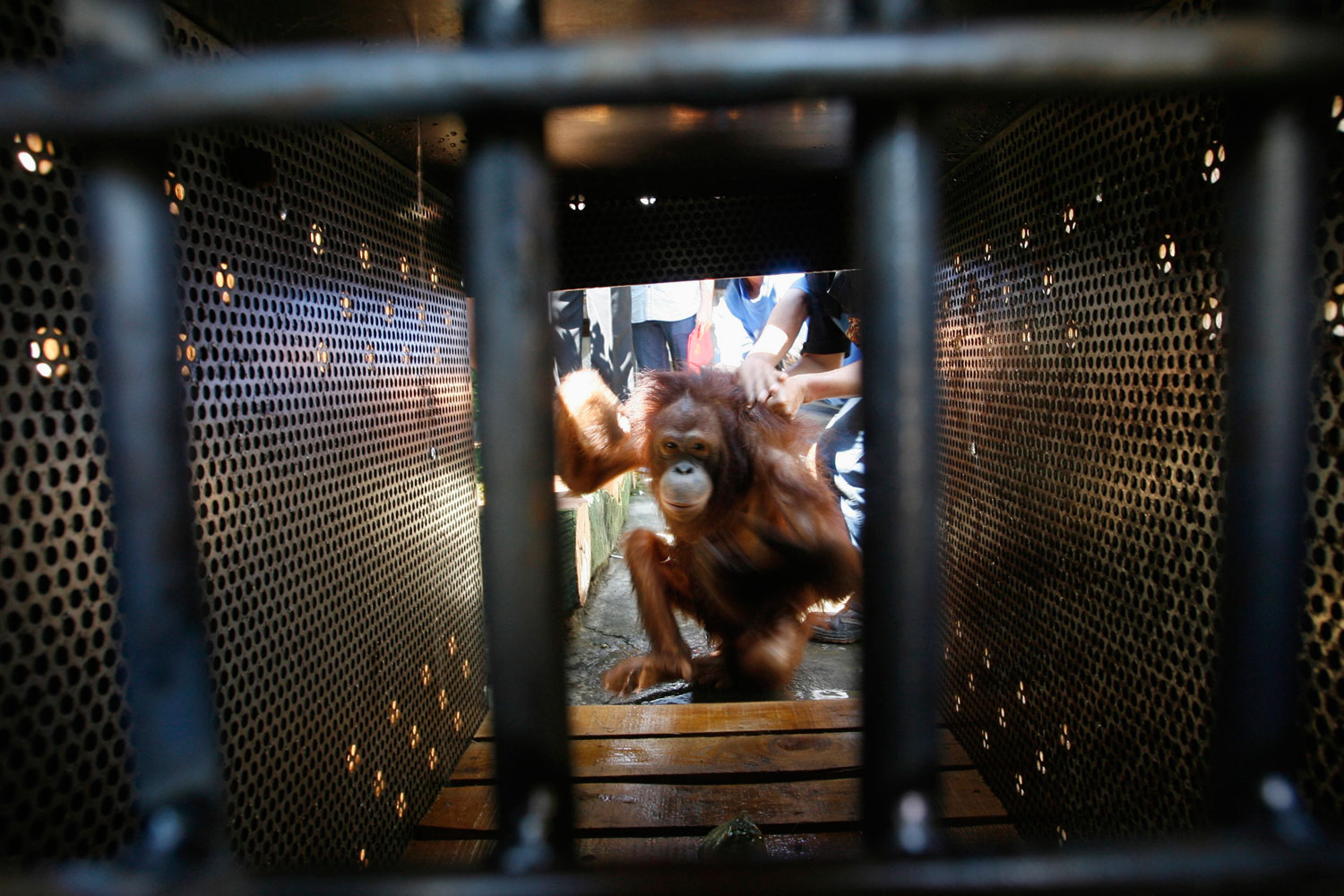 A female orangutan gets into a cage after being rescued in Pasuruan, East Java, on July 10, 2012.