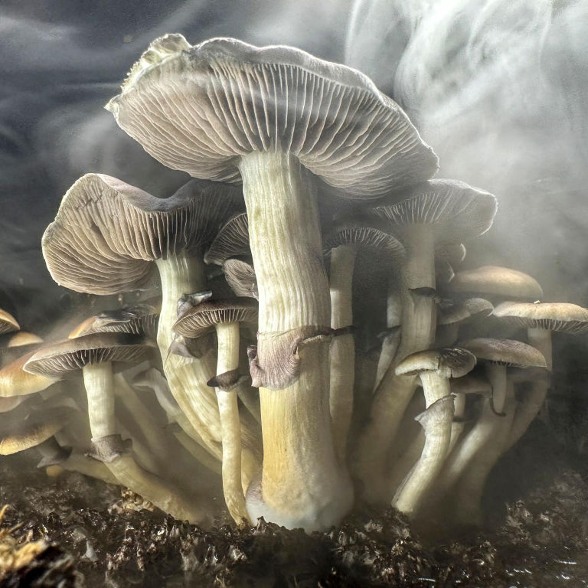 Psilocybin Mushrooms Increasingly Sought For Therapeutic Purposes