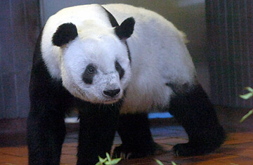 China's Panda Diplomacy