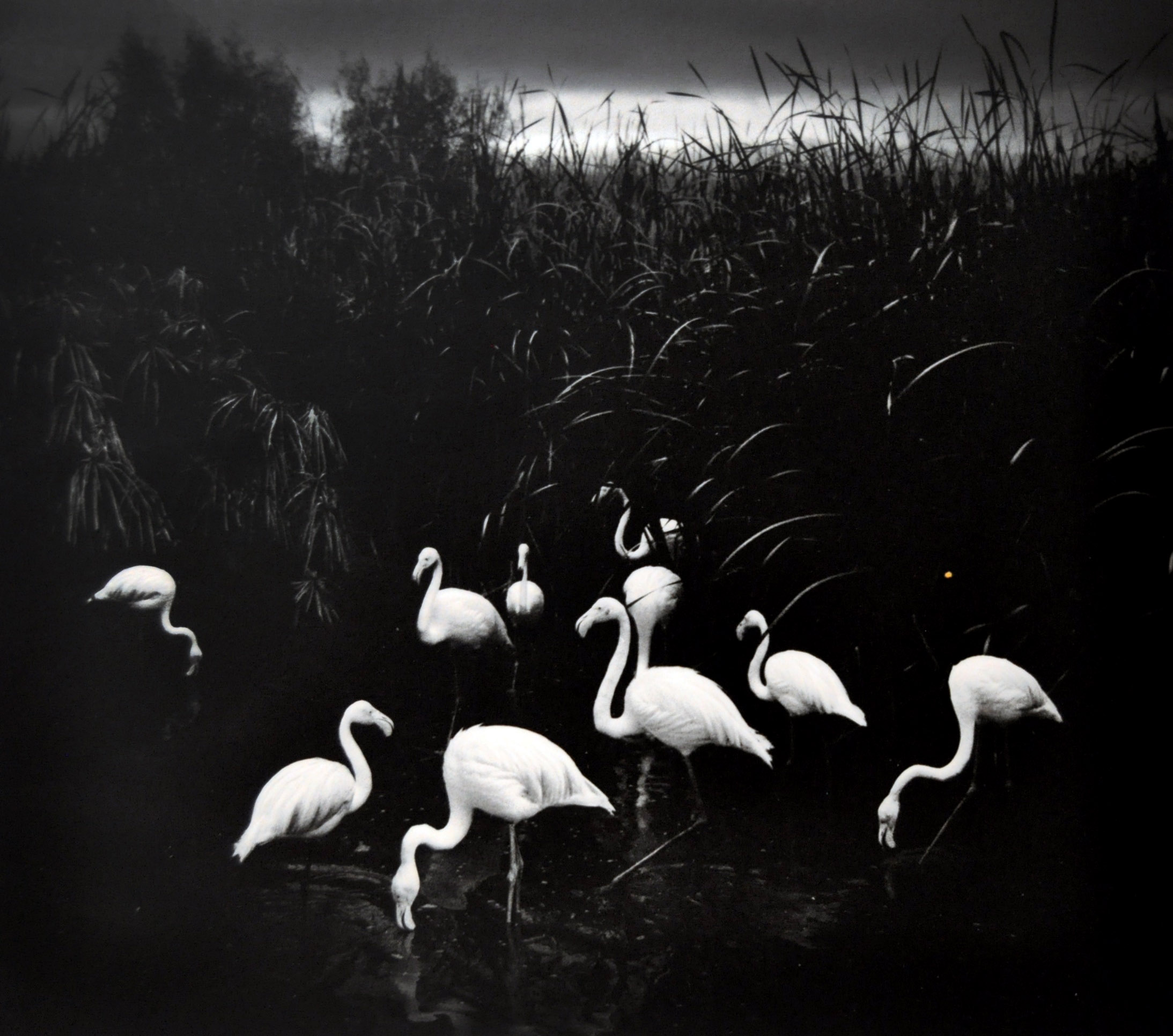 アート・デザイン・音楽 here far away / pentti sammallahti Here Far Away: The Visual Fables of Pentti Sammallahti