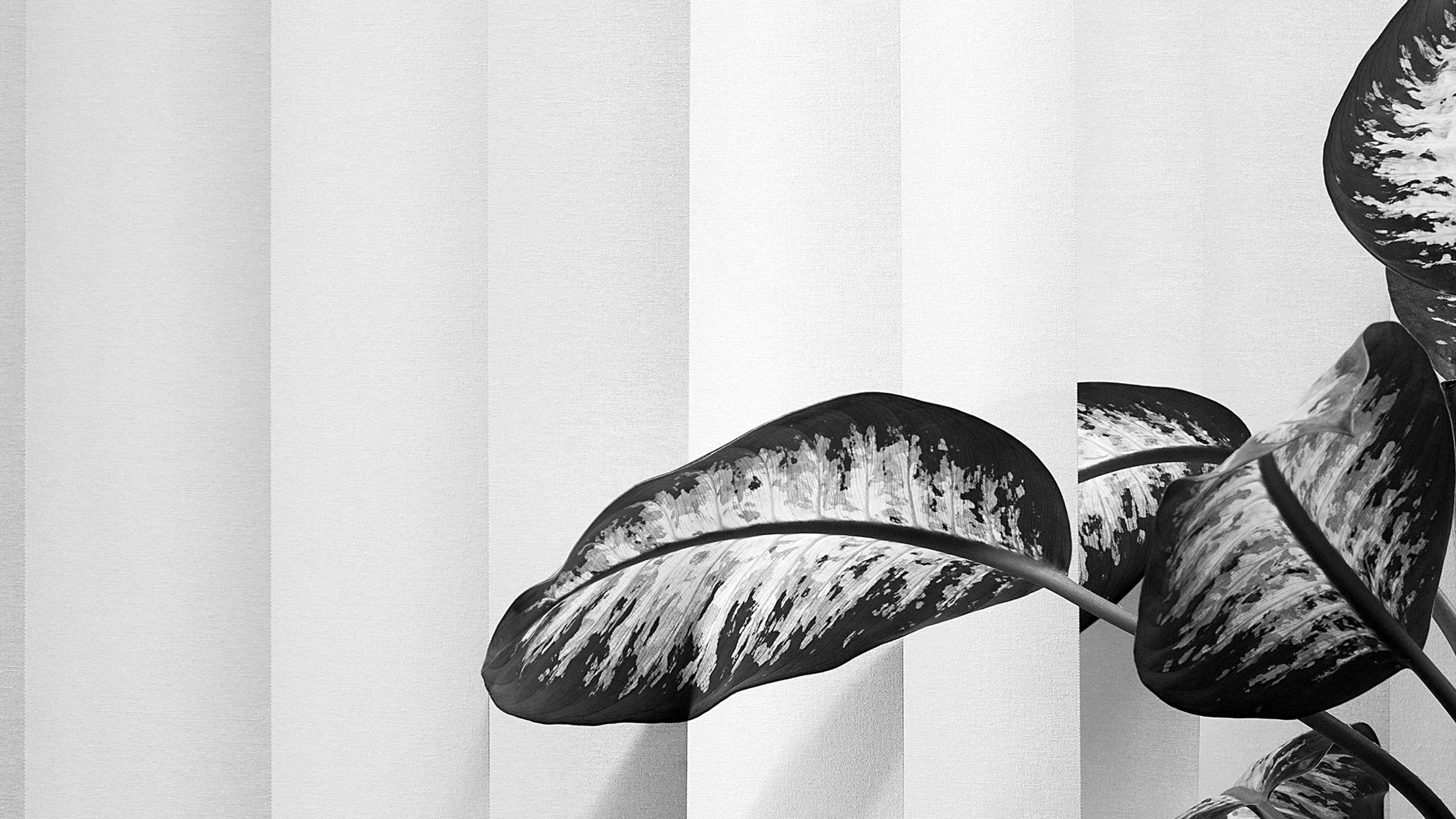 Foliage encroaching on blinds. Series: Büropflanze, Municipal office, Munich, 2012.