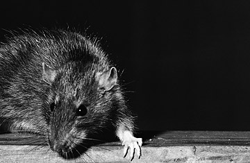 Mapping the Rats in New York City
