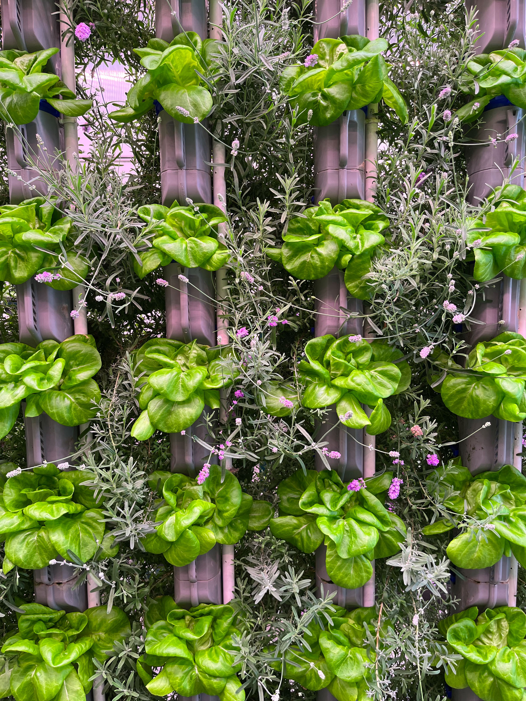 Eden Green Herb Program: the 200 Best Inventions of 2024