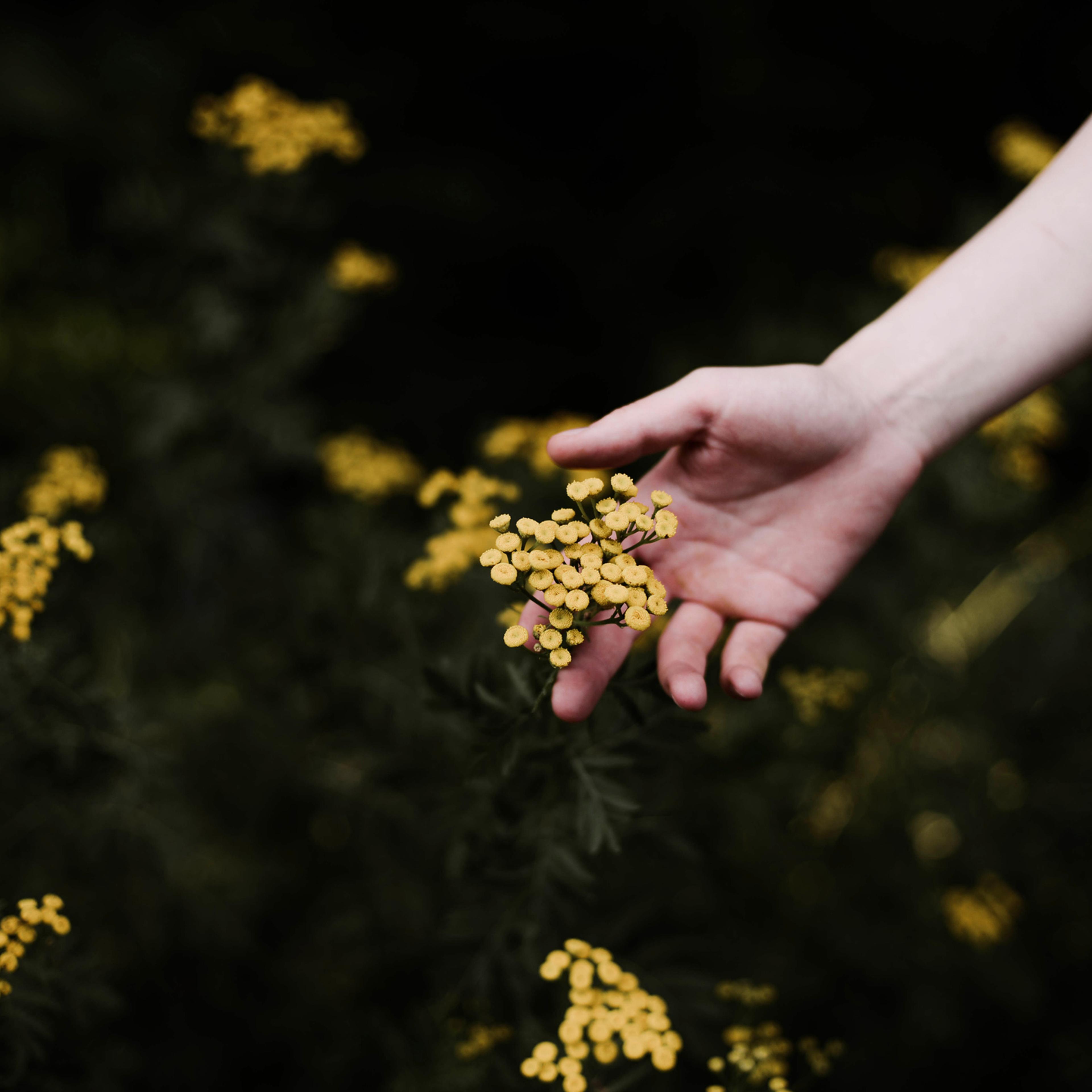 Woman holding wild yellow flowers.